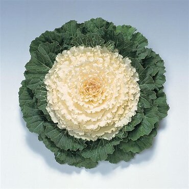 Ornamental Cabbage Attraction White 1 Litre