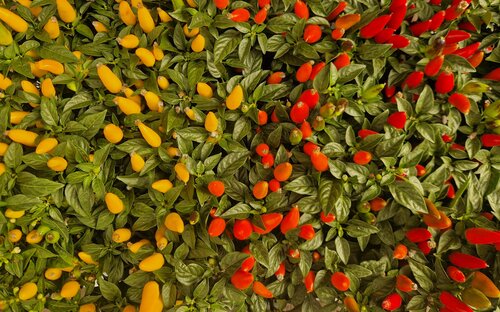 Ornamental Chillies 10.5cm