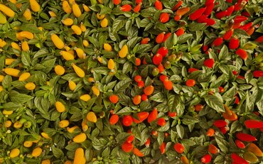 Ornamental Chillies 10.5cm