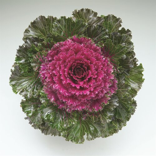 Ornamental Kale King Red 1 Litre
