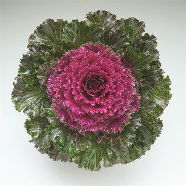 Ornamental Kale King Red 1 Litre