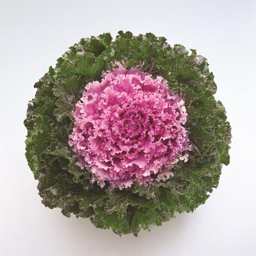 Ornamental Kale King Rose 1 Litre