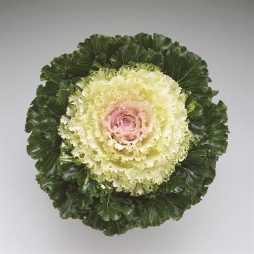 Ornamental Kale King White 1 Litre