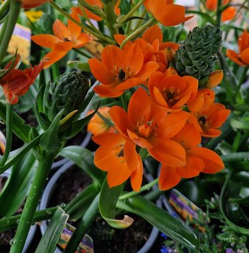 Ornithogalum Dubium 1 Litre