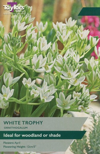 Ornithogalum White Trophy x 15