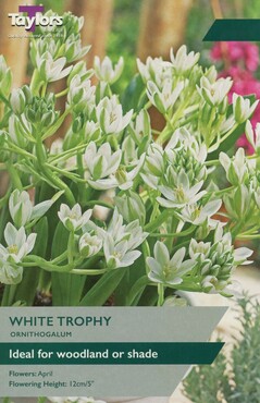 Ornithogalum White Trophy x 15