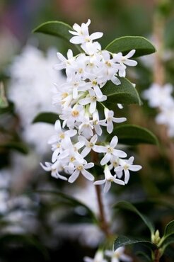 Osmanthus Burkwoodii 23cm - image 1