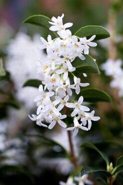 Osmanthus Burkwoodii 7.5 Litre - image 1