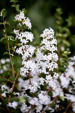 Osmanthus Delavayi 3 Litre - image 2