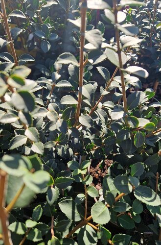 Osmanthus Delavayi Latifolius 3 Litre - image 1