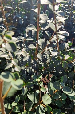 Osmanthus Delavayi Latifolius 3 Litre - image 1