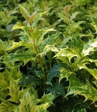 Osmanthus Goshiki 2 Litre - image 2