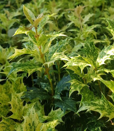 Osmanthus Goshiki 3 Litre