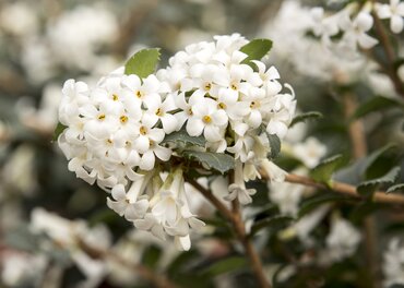 Osmanthus Perfume of Nature 19cm