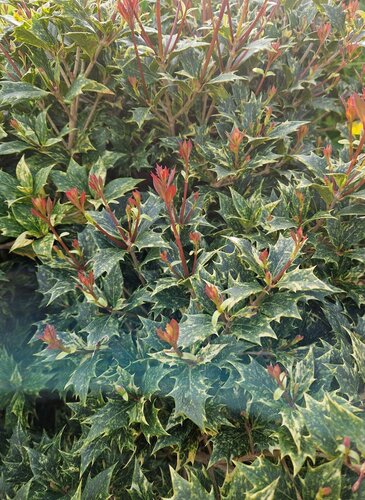 Osmanthus Variegatus 3 Litre - image 1