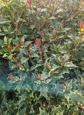 Osmanthus Variegatus 3 Litre - image 1