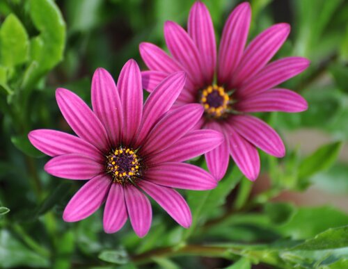 Osteospermum Tresco Purple 2 Litre