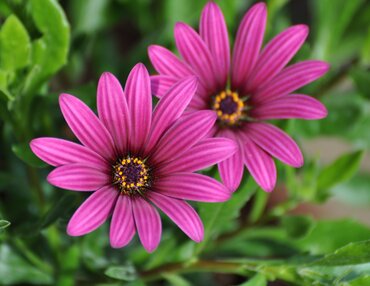 Osteospermum Tresco Purple 2 Litre