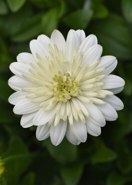 Osteospermum 3D Nanuk 1 Litre
