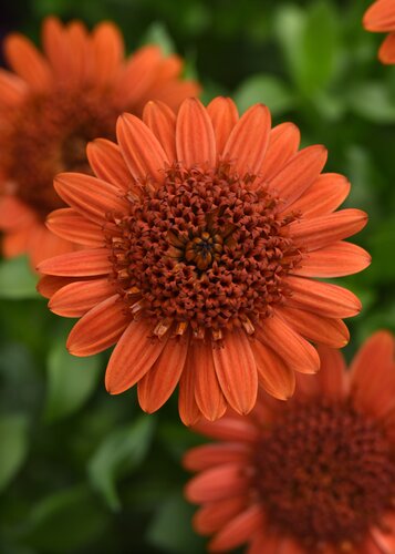 Osteospermum 3D Orange 1 Litre