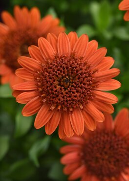 Osteospermum 3D Orange 1 Litre
