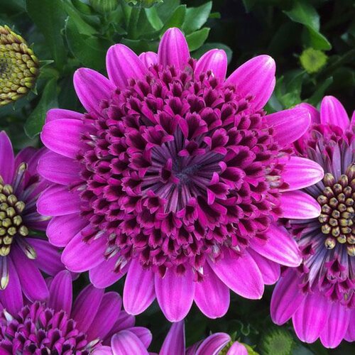 Osteospermum 3D Purple 1 Litre
