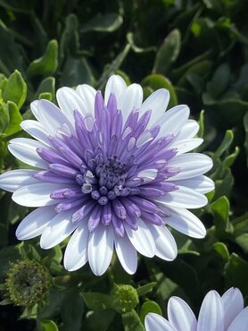 Osteospermum 3D Steel Blue 1 Litre