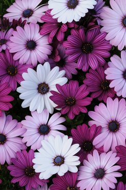 Osteospermum Berries and Cream Jumbo Six Pack