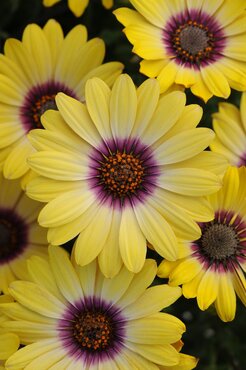 Osteospermum Blue Eyed Beauty Jumbo Six Pack