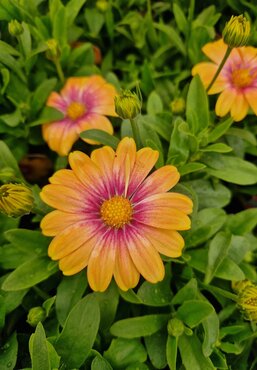 Osteospermum Blushing Beauty 1 Litre