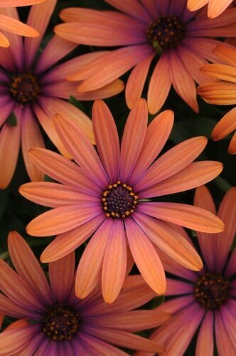 Osteospermum Bronze Jumbo Six Pack