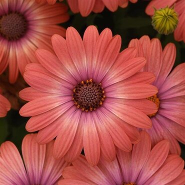 Osteospermum Coral Magic 1 Litre