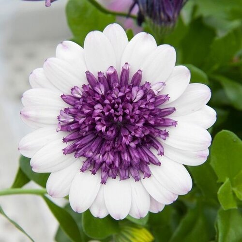 Osteospermum Double Blueberry Shake Jumbo Six Pack