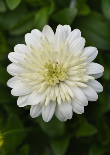 Osteospermum Double Coconut Jumbo Six Pack