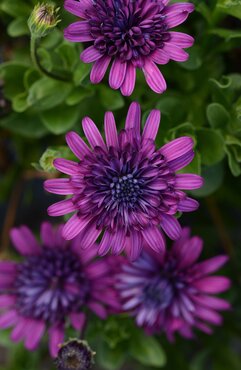 Osteospermum Double Purple Jumbo Six Pack