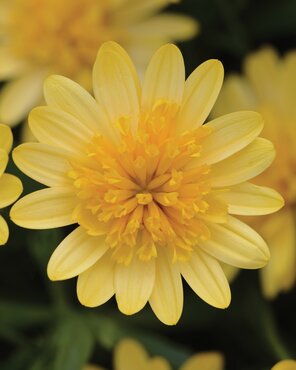 Osteospermum Double Yellow Jumbo Six Pack