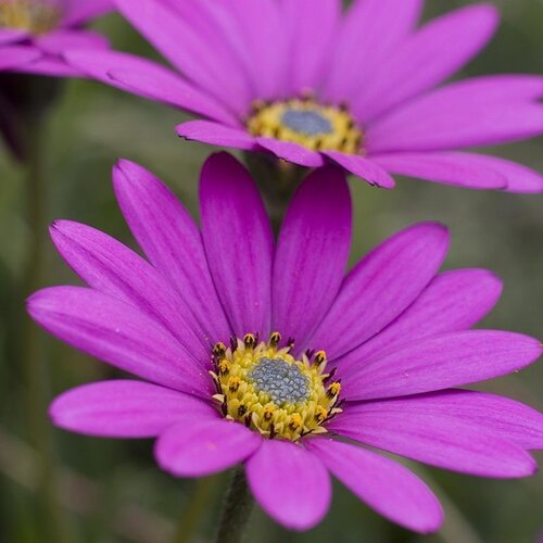 Osteospermum In The Pink 3 Litre