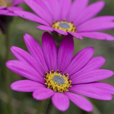 Osteospermum In The Pink 3 Litre