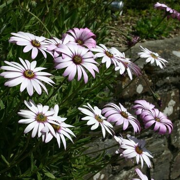 Osteospermum Lady Leitrim 3 Litre