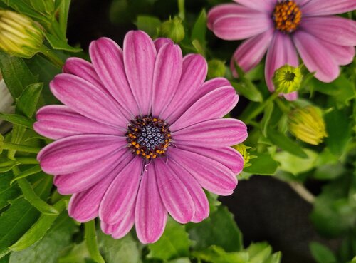 Osteospermum Lavender 1 Litre