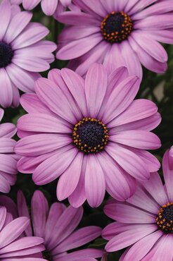 Osteospermum Lilac Blush 10.5cm