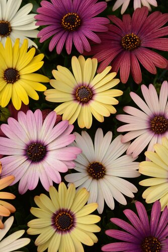 Osteospermum Mix 10.5cm