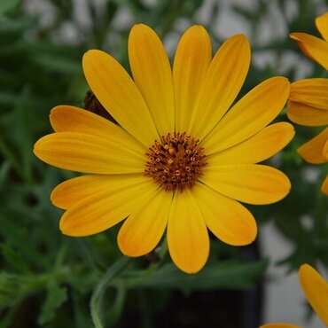 Osteospermum Orange 10.5cm