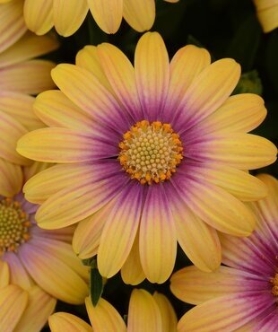 Osteospermum Pink Eyed Beauty 1 Litre