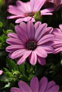 Osteospermum Pink Jumbo Six Pack
