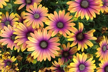 Osteospermum Purple Sun Jumbo Six Pack