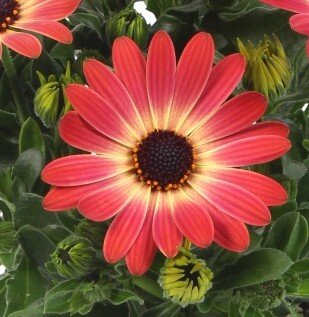 Osteospermum Red with Yellow Eye 10.5cm