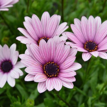 Osteospermum Sennen Sunrise 3 Litre