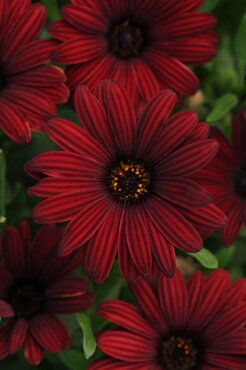 Osteospermum Serenity Red 1 Litre