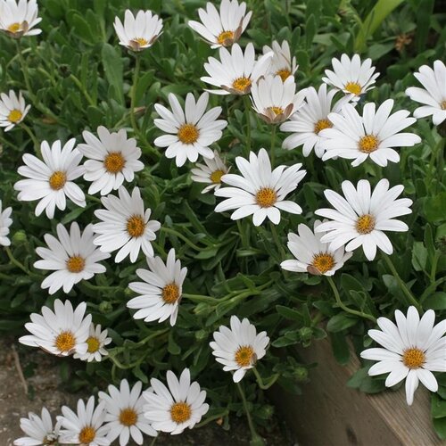 Osteospermum Snow Pixie 3 Litre